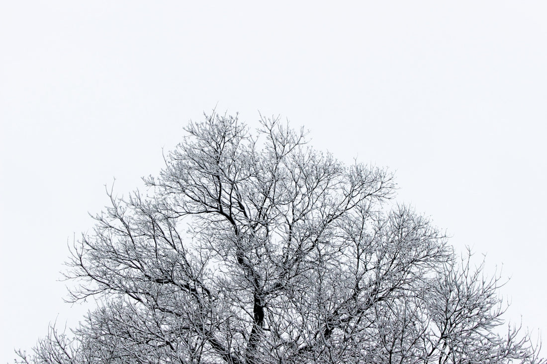 leafless tree under white sky
