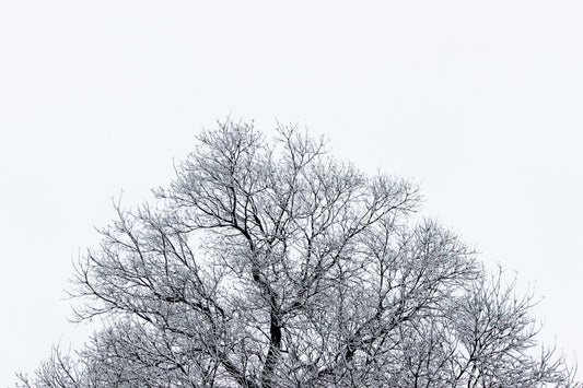 leafless tree under white sky