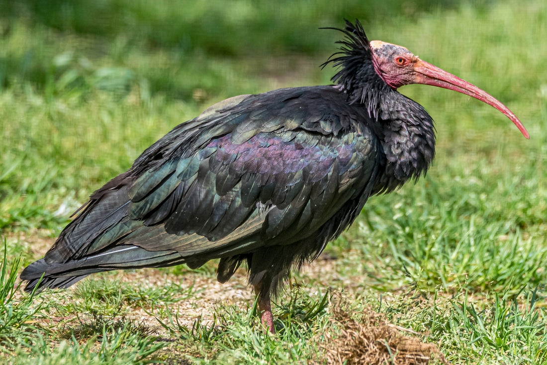 a large bird with a long beak standing in the grass